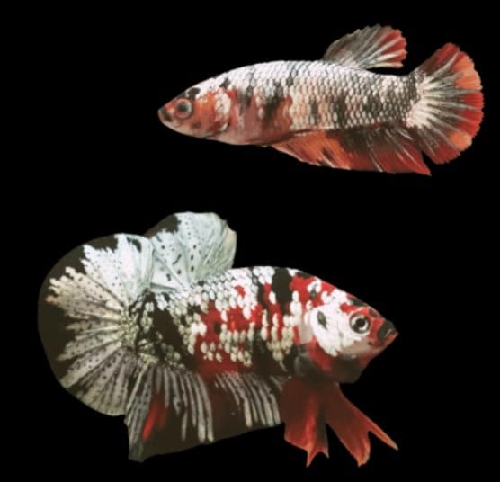 Pair of Male and Female Live Freshwater Aquarium Fish Y4765