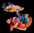 Pair of Male and Female Live Freshwater Aquarium Fish Y4765
