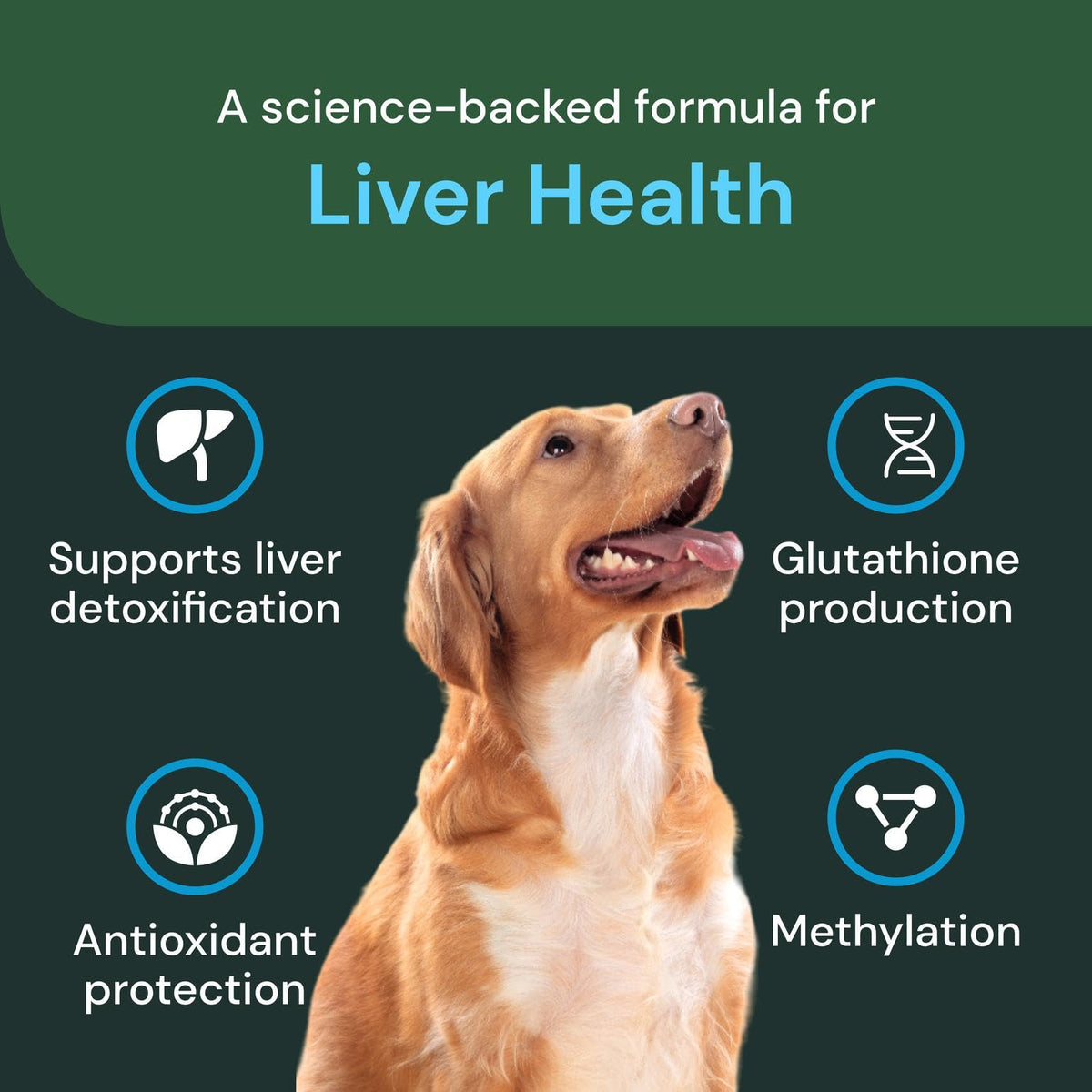 Liver Health Chews 60 Count F459