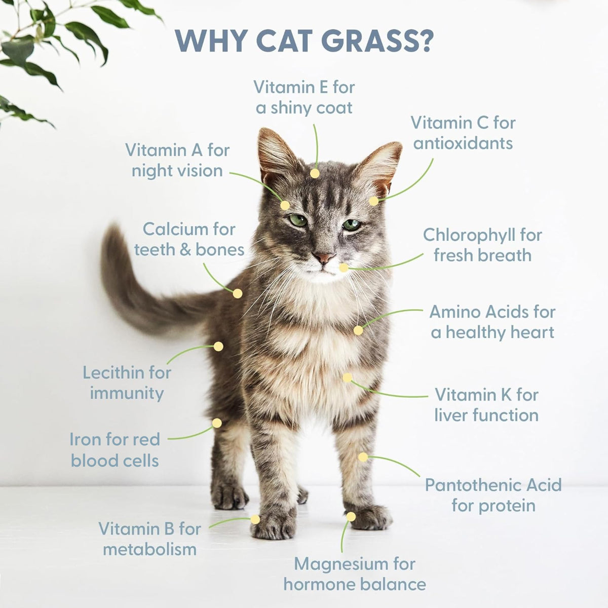 Organic Cat Grass Growing Kit with Seed, Soil and Two Ceramic Planters Q65660