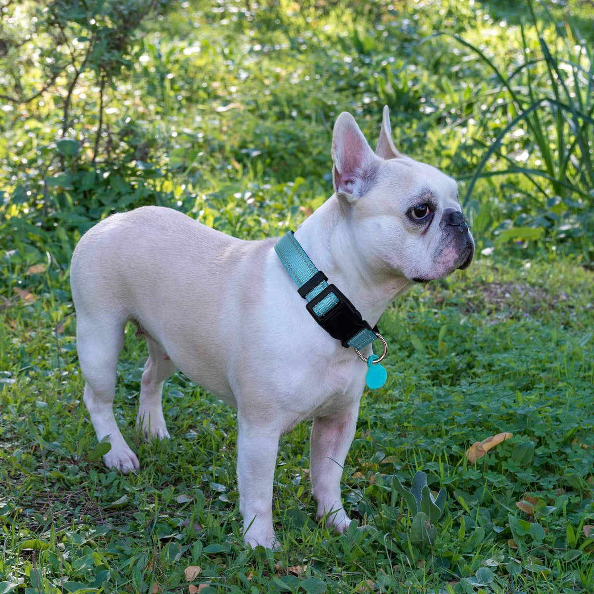 Reflective Padded Dog Collar with Neoprene, Medium, Turquoise D802