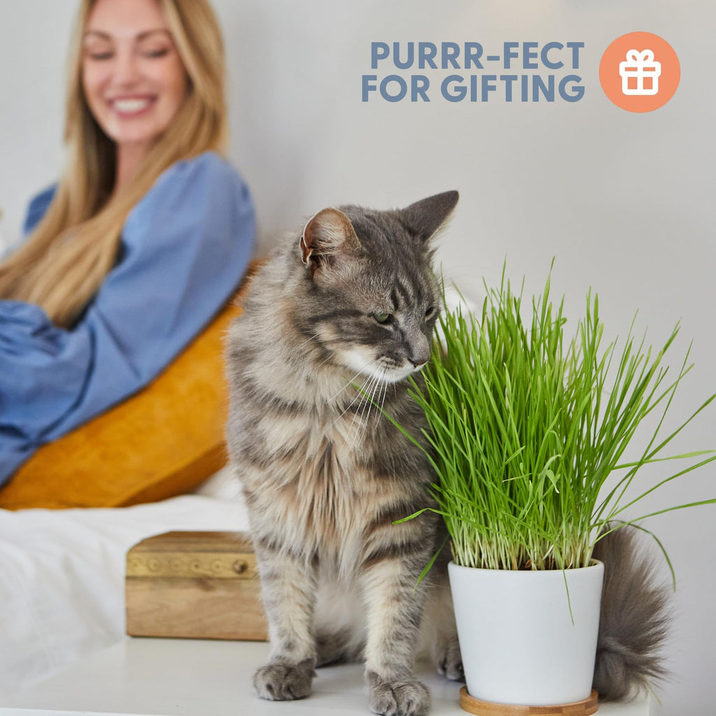 Organic Cat Grass Growing Kit with Seed, Soil and Two Ceramic Planters Q65660