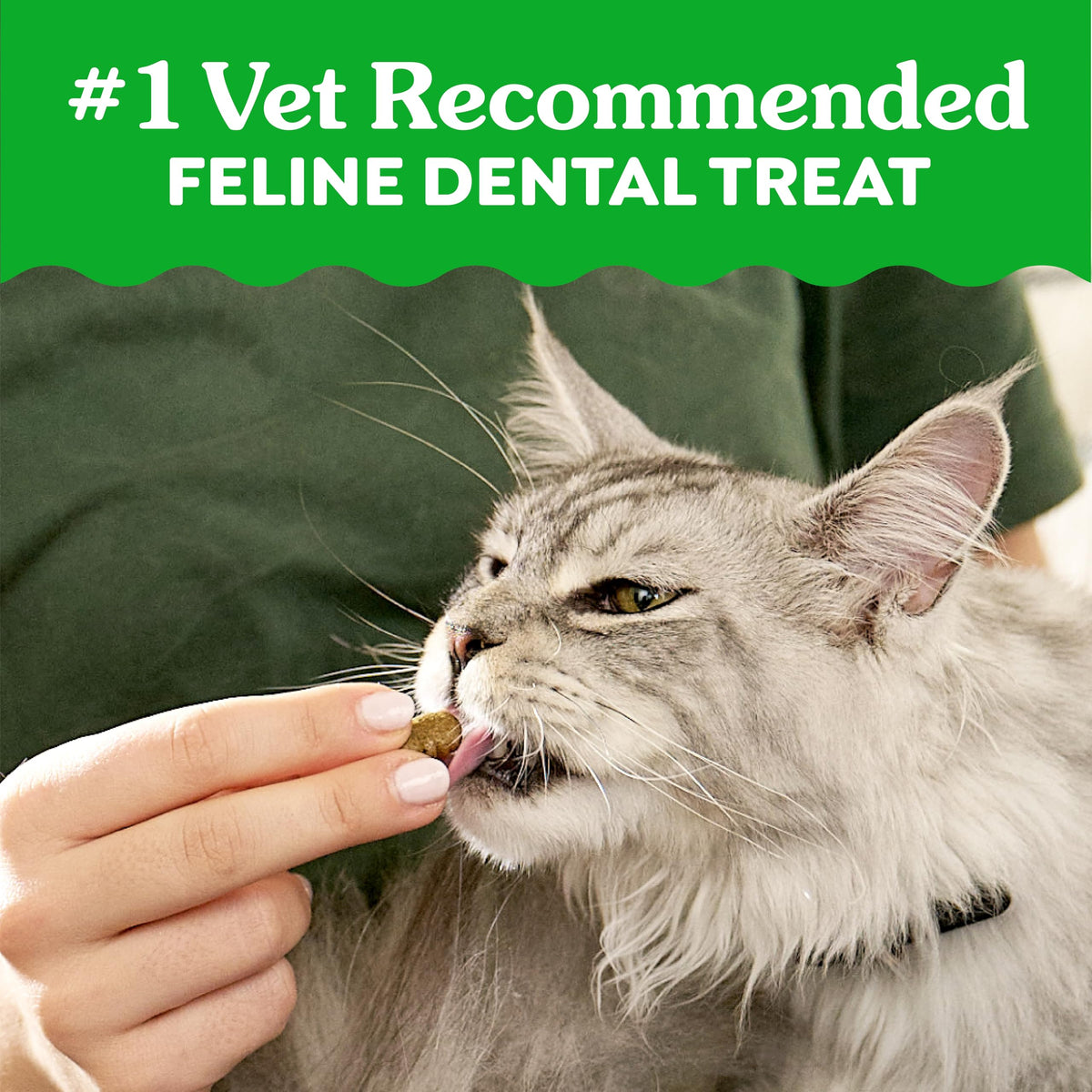 Catnip Flavor Dental Cat Treats 4.6 oz H5067