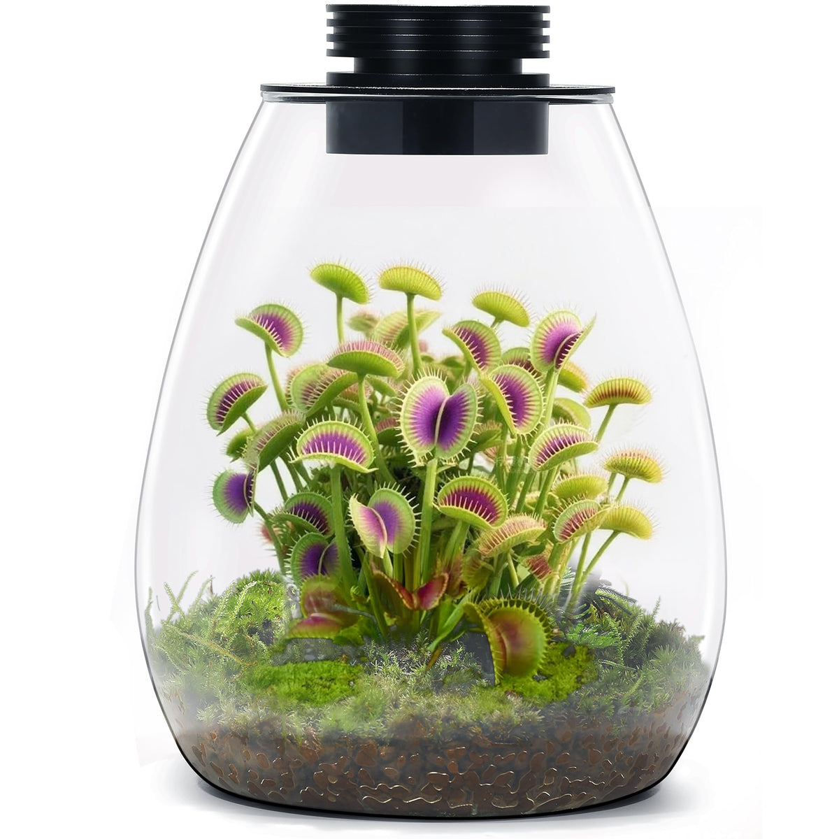 Glass Plant Terrarium with Grow Light T7659